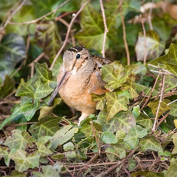 American Woodcock