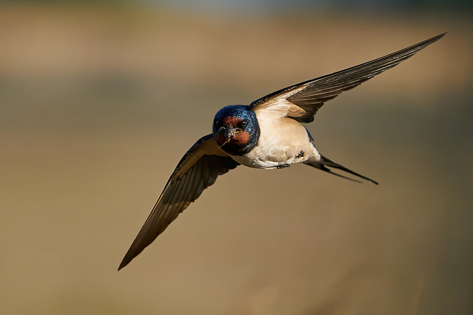 The Case of the Sleeping Swallow
