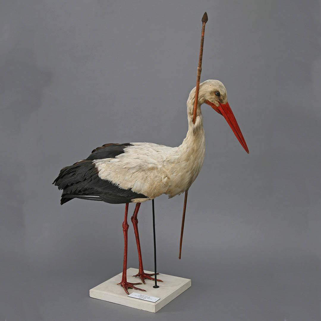 Bird Migration Mysteries: The Case of the Stuck Stork