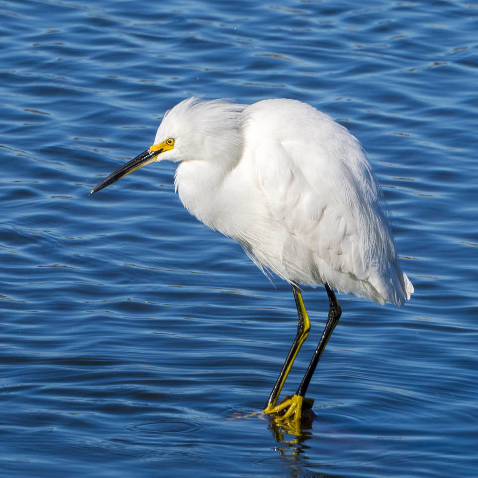 Favorite bird sounds: Snowy Egret