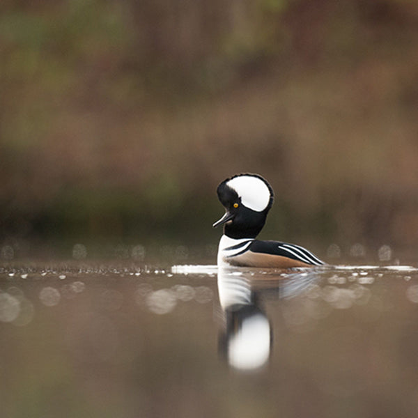 Hooded Merganser