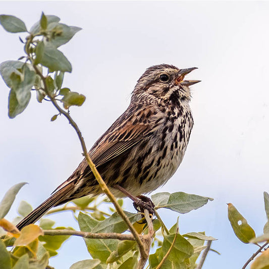 Birdsong and Bliss
