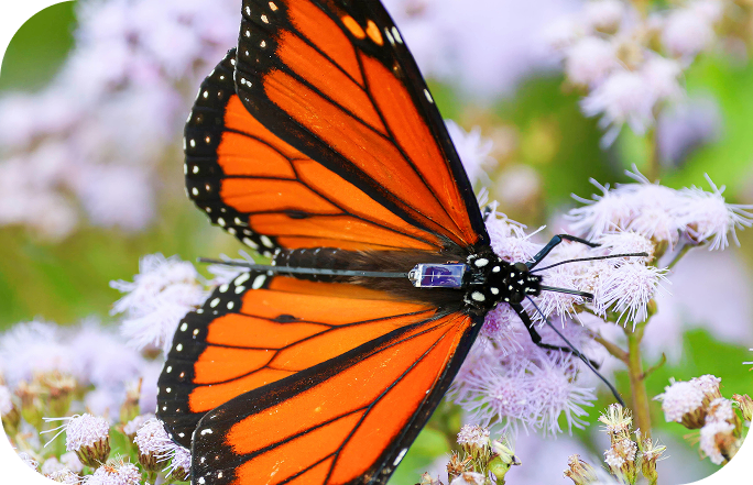 Terra picks up radio-tagged birds, animals, and even butterflies!