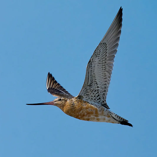 The Case of the Gunslinging Godwit