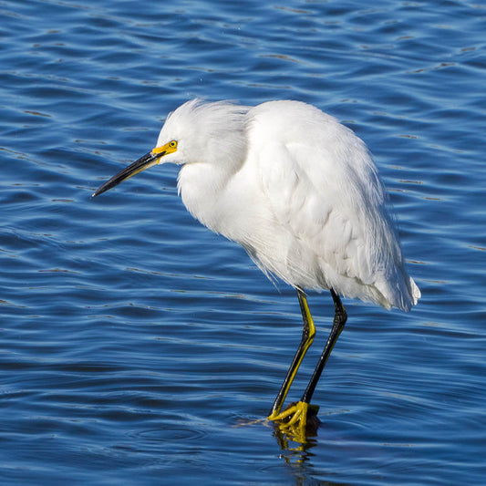 Favorite bird sounds: Snowy Egret