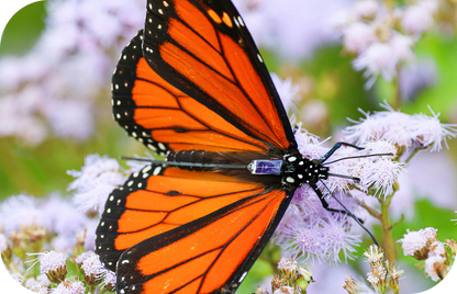 Terra picks up radio-tagged birds, animals, and even butterflies!